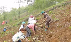 Kỹ thuật trồng sắn trên vùng đất dốc