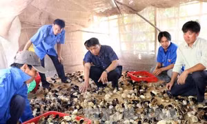 Hướng dẫn cách chọn gà giống tốt nhất