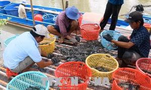Ứng dụng quy trình nuôi tôm cải tiến