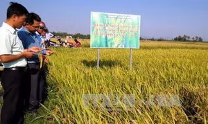 Phú Yên: Hỗ trợ nông dân mở rộng diện tích sử dụng lúa giống đạt tiêu chuẩn