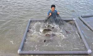Ông Ngô Tùng Tân thu vài tỷ mỗi năm nhờ nuôi cá mú nghệ