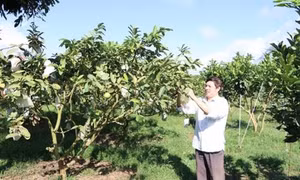 Tân Uyên thoát huyện nghèo từ sản xuất nông nghiệp hàng hóa