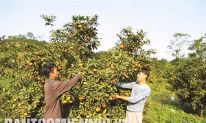 Vị Xuyên khởi sắc với những mô hình kinh tế mới