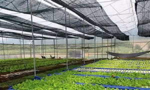 Các huyện miền núi Nam Đông và A Lưới nhân rộng vùng trồng cây đặc sản
