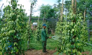 Ý Đảng gặp lòng dân mang đến sức sống mới nơi biên cương tiểu khu 67