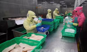 Bảo vệ quyền lợi cho các doanh nghiệp xuất khẩu cá tra - basa Việt Nam