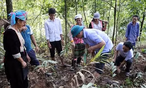 Phát triển cây Sa nhân tím - hướng giảm nghèo bền vững xã miền núi Pú Đao