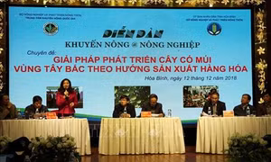 Phát triển cây có múi vùng Tây Bắc theo hướng sản xuất hàng hóa