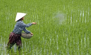 Nâng cao hiệu quả phân bón bằng kỹ thuật ô khuyết