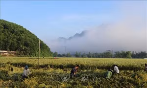 Hòa Bình nhân rộng mô hình dồn điền, đổi thửa