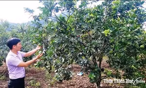 Hơn 70 tỷ đồng phát triển vùng trồng cam và trồng cây dược liệu ở huyện Nam Đông