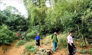 Hiệu quả từ mô hình thực hiện chi trả dịch vụ môi trường rừng ở Tân Uyên