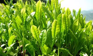 Kỹ thuật trồng trà xanh tại nhà