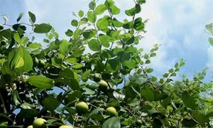 Bệnh ghẻ trên táo