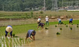 Đẩy mạnh đào tạo nghề, tạo việc làm tại chỗ cho lao động trẻ khu vực nông thôn miền núi