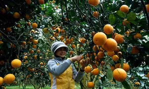Cam Cao Phong giúp đồng bào xóa đói nghèo