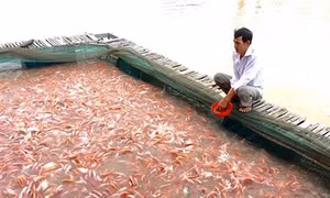 Cách phòng trị bệnh cho cá điêu hồng