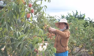 Vải chín sớm ở Đắk Lắk có giá bán cao