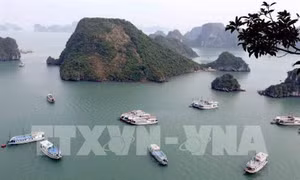  Thí điểm quản lý, điều hành tàu ghép khách tham quan vịnh Hạ Long ​