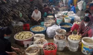 Làng nghề mứt gừng Mỹ Chánh vào vụ Tết