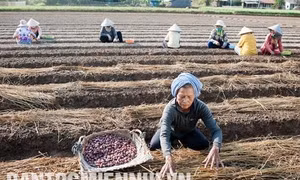 Vụ mùa thắt chặt tình thân ở Vĩnh Châu