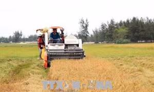 Quảng Trị nhân rộng mô hình sản xuất nông nghiệp thích ứng biến đổi khí hậu