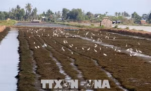 Kiên Giang chuyển đổi đất lúa kém hiệu quả sang trồng cây có giá trị cao
