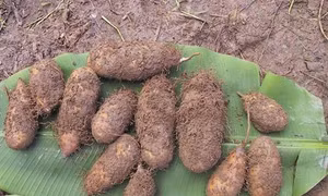 Kỹ thuật trồng và chăm sóc khoai từ cho nhiều củ
