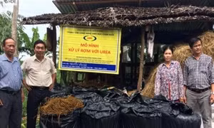 Kỹ thuật chế biến rơm cuộn làm thức ăn cho đại gia súc 
