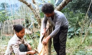 Hà Tĩnh nỗ lực bảo tồn và phát triển đồng bào dân tộc Chứt