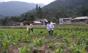 Nông dân huyện miền núi Thạch Thành vượt khó để thoát nghèo