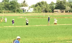 Những dịch bệnh hại cần chú ý trong tuần từ 27/3 - 2/4