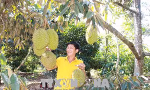 Chăm sóc cây ăn trái vào mùa khô