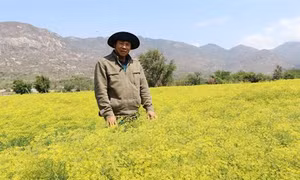  Ninh Thuận đẩy mạnh phát triển du lịch từ lợi thế nông nghiệp