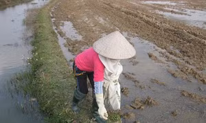 Hạn chế và biện pháp khắc phục trong công tác diệt chuột