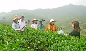Nghệ An phát triển mô hình du lịch canh nông