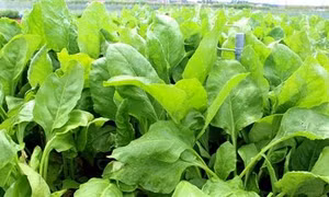 Phòng trừ sâu bệnh trên rau cải và cải bắp