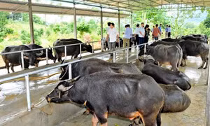 Liên kết chăn nuôi an toàn sinh học cho hiệu quả kinh tế cao ở Tuyên Quang