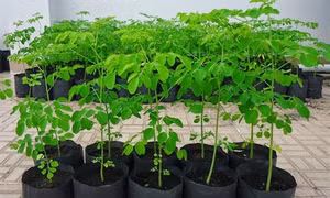 Kỹ thuật ươm giống cây chùm ngây