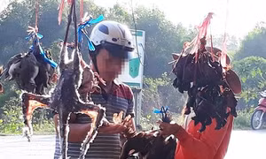 Chấn chỉnh tình trạng buôn bán động vật hoang dã tại chợ nông sản Thạnh Hóa (Long An)
