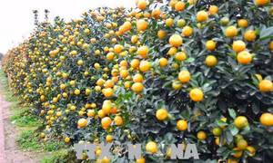 Nhộn nhịp thị trường quất Nam Định phục vụ tết