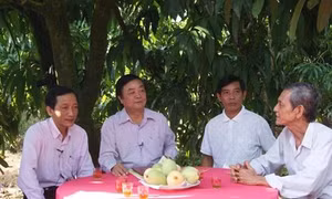 Đồng Tháp xây dựng ngành hàng xoài theo chuỗi giá trị
