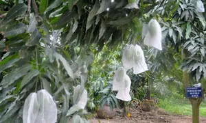 Bao trái bằng giấy, giấy màu, nilong