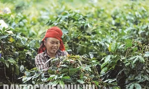 Tìm hướng đi cho cà phê Mường Ảng