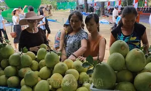 Thừa Thiên - Huế mở rộng diện tích trồng thanh trà theo tiêu chuẩn VietGAP