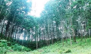Tăng cường phòng cháy chữa cháy rừng trong mùa khô ở Tây Nguyên