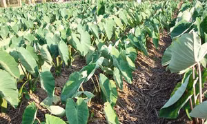 Kỹ thuật trồng khoai môn, khoai sọ