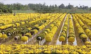 Đồng Tháp trồng hoa cảnh thu hơn 1.500 tỷ đồng