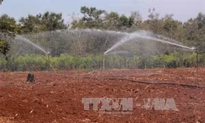 Các tỉnh Tây Nguyên trồng tái canh cà phê trong mùa mưa