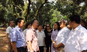 Hà Nội lần đầu tiên xuất khẩu nhãn chín muộn sang Mỹ và châu Âu
